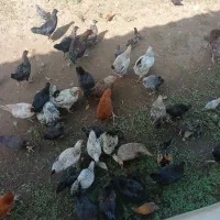 جوجه