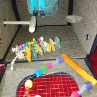 کیف حمل پرنده|لوازم جانبی حیوانات|تهران, هاشمی|دیوار