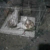 کبوتر کاکلی