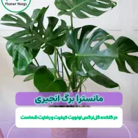 مانسترا برگ انجیری سایز بزرگ گلکده گل‌نرگس