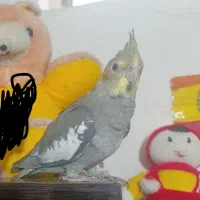 گمشده