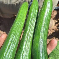 خیار بوته ای کویر با عطری نوستالژی