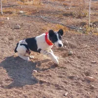 واگذاری طوله آلبای و خراسانی اصیل