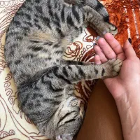 واگذاری گربه dsh