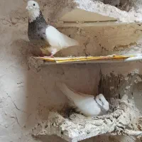 کبوتر طوقی|پرنده|کنگاور, |دیوار