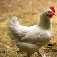 مرغ ارگانیک /مرغ سبز/مرغ