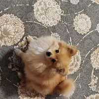 سگ پامرین خرسی|سگ|مرودشت, بیست متری بیمارستان|دیوار