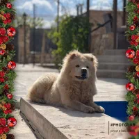 جفت یابی سگ چاوو چاوو