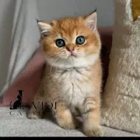 بیریتیش و اسکاتیش های جذاب