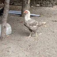 تخم لاری اصیل|حیوانات مزرعه|اردبیل, |دیوار