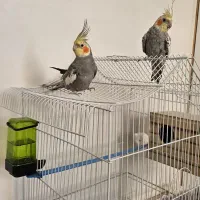 عروس هلندی|پرنده|پیرانشهر, |دیوار