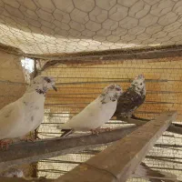 کبوتر فروشی