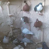 کفتر یا کبوتر|پرنده|مشهد, شهرک صنعتی توس|دیوار