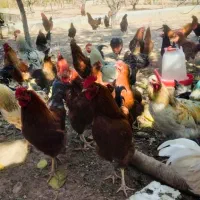 مرغ وخروس محلی|حیوانات مزرعه|دماوند, دماوند|دیوار