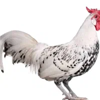 تخم مرغ نطفه داراپنزلر.ورورک.ویاندوت وهامبورگ