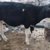 گوساله نر ۹ماهه|حیوانات مزرعه|بازفت, |دیوار