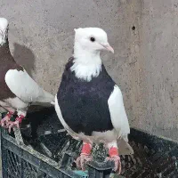 کبوتر طوقی طوق سیاه|پرنده|شیراز, باجگاه|دیوار