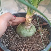 گیاه فیکوس لیراتا ، سانچزیا ،شفلرا ،بنجامین|گل و گیاه طبیعی|شیراز, شیخ روزبهان|دیوار