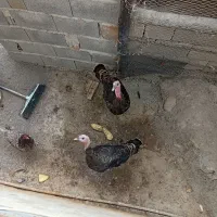 بوقلمون ومرغ و خروس محلی