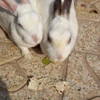 خرگوش|موش و خرگوش|پاکدشت, حصار امیر|دیوار