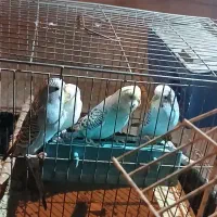 مرغ عشق|پرنده|امیدیه, |دیوار