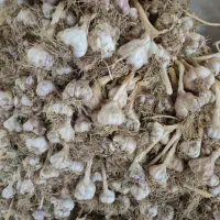 سیر|خوردنی و آشامیدنی|جیرفت, |دیوار