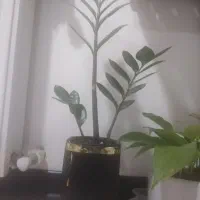 تعویض گل آپارتمانی با پرنده خونگی یا ماهی اکواریمی