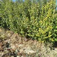 انواع درخت بادام زردآلو  آلوچه سردرود