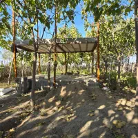 برجاده گنبد مینودشت زمین باغ|فروش زمین و ملک کلنگی|مینودشت, |دیوار