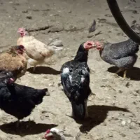 مرغ تخم گذار سالم و سرحال|حیوانات مزرعه|نظر کهریزی, |دیوار