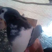 نر دمگیر خرقه|پرنده|شاهینشهر, گزبرخوار|دیوار