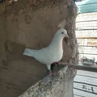 کفتر پرشی