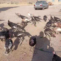 بوقلمون برونز و بوربون|حیوانات مزرعه|شیراز, داریون|دیوار