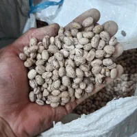 لوبیا چیتی امساله بوجار شده خمین