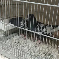 کفتر ۲۰۰|پرنده|مشکین‌دشت, |دیوار