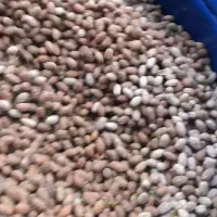 پخش کننده هسته زیتون