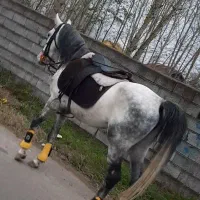 نریان کرد|اسب و تجهیزات اسبسواری|کوچصفهان, |دیوار