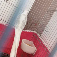 عروس آلبینو نر فوق‌العاده به شرط|پرنده|اصفهان, شهرک کاوه|دیوار