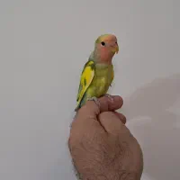 جوجه طوطی برزیلی و مرغ عشق با تخم