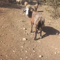 قوچ چینی