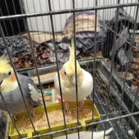 سه عدد عروس هلندی بسیار سلامت به فروش می رسد