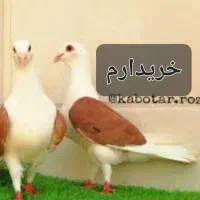 ماده دوکت