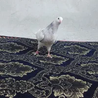 جوجه کبوتر طوقی|پرنده|فلاورجان, |دیوار