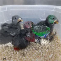 طوطی اکلکتوس نر و ماده،کاسکو