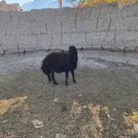 دوعدد قوچ افشاری درجه یک فروشی|حیوانات مزرعه|اصفهان, بوستان ناژوان|دیوار