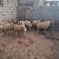 فروش کاونررپرواری|حیوانات مزرعه|جوانرود, |دیوار