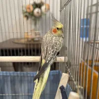 عروس هلندی فرار کرده خیابان توانیر مدرس