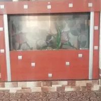 آکواریوم ماهی|ماهی|فیروزآباد (فارس), |دیوار