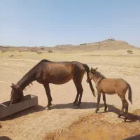 مادیون ۷سال کره قاطر نر