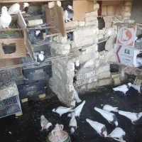 کفتر قوطی|پرنده|قرچک, مهدیه|دیوار